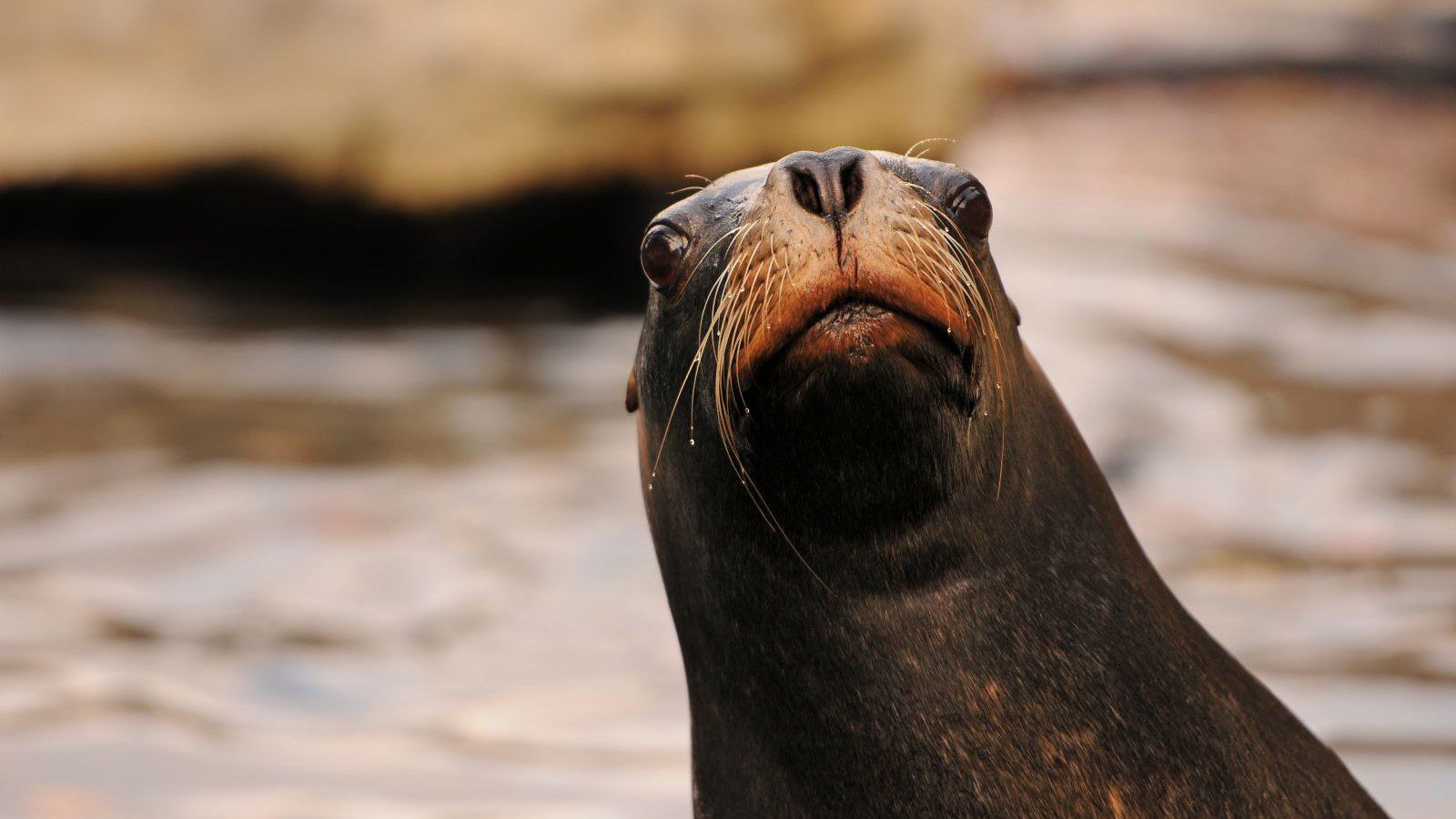 Além da Imaginação: 5 Habilidades Animais que Chocaram os Cientistas