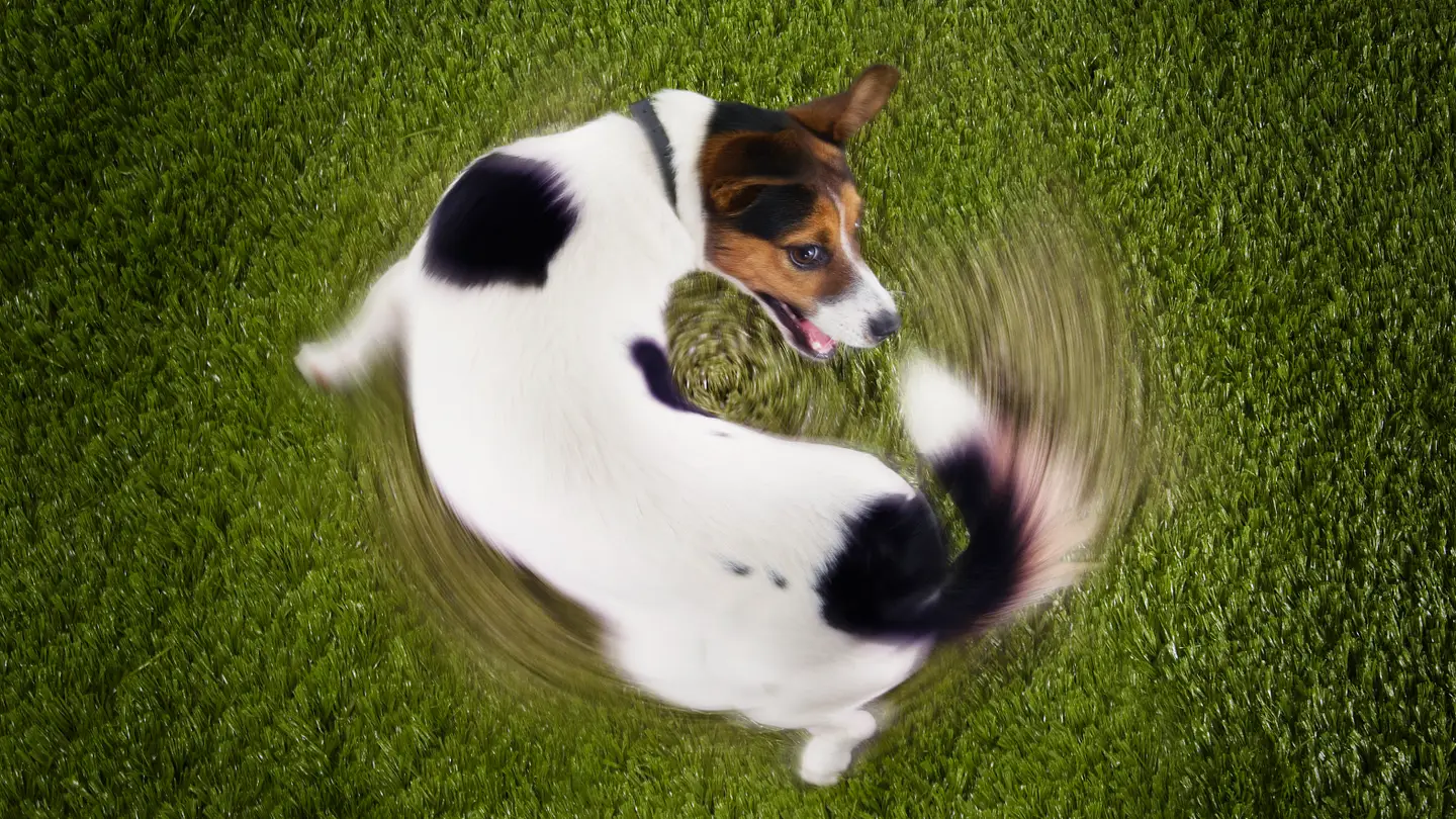 A Mente Secreta dos Cães: O Que Significam Seus Comportamentos Mais Estranhos