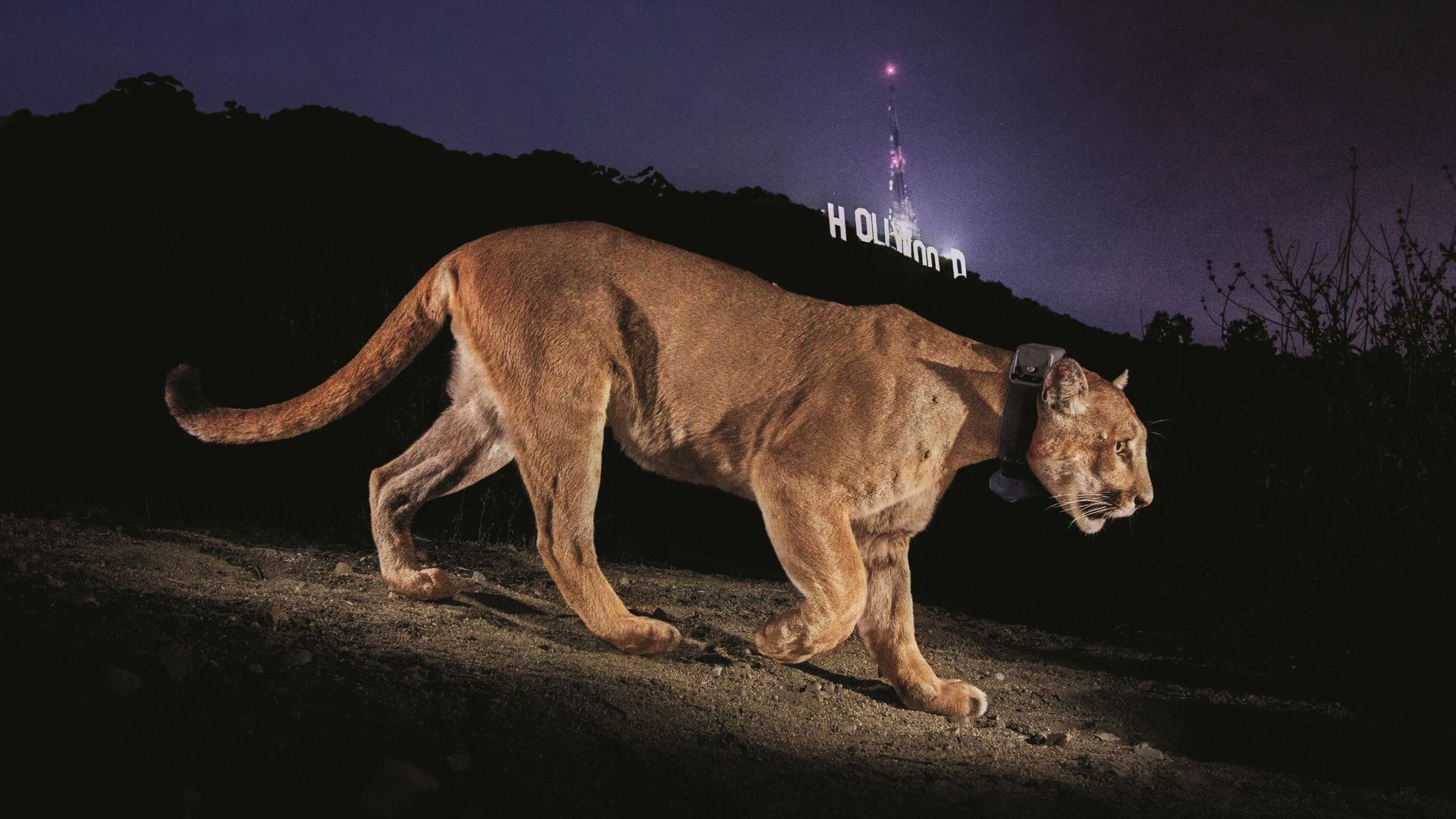 O Fotógrafo que Viveu com Feras: Bastidores da Sobrevivência entre Grandes Felinos