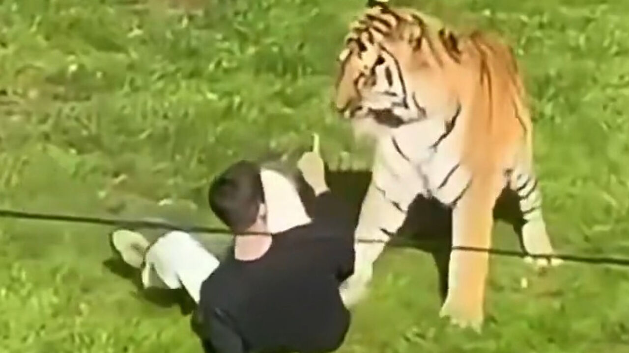 O Enigma no Yorkshire Wildlife Park: O Comportamento Bizarro Antes da Tragédia