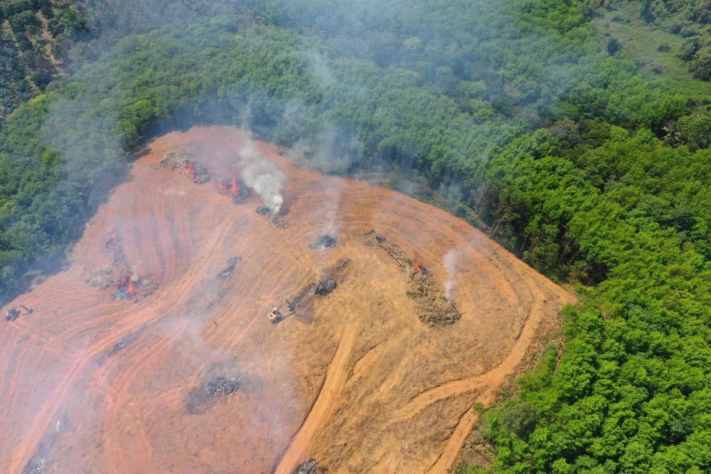 O Enigma dos Satélites: A Amazônia Atinge a Menor Taxa de Desmatamento da História