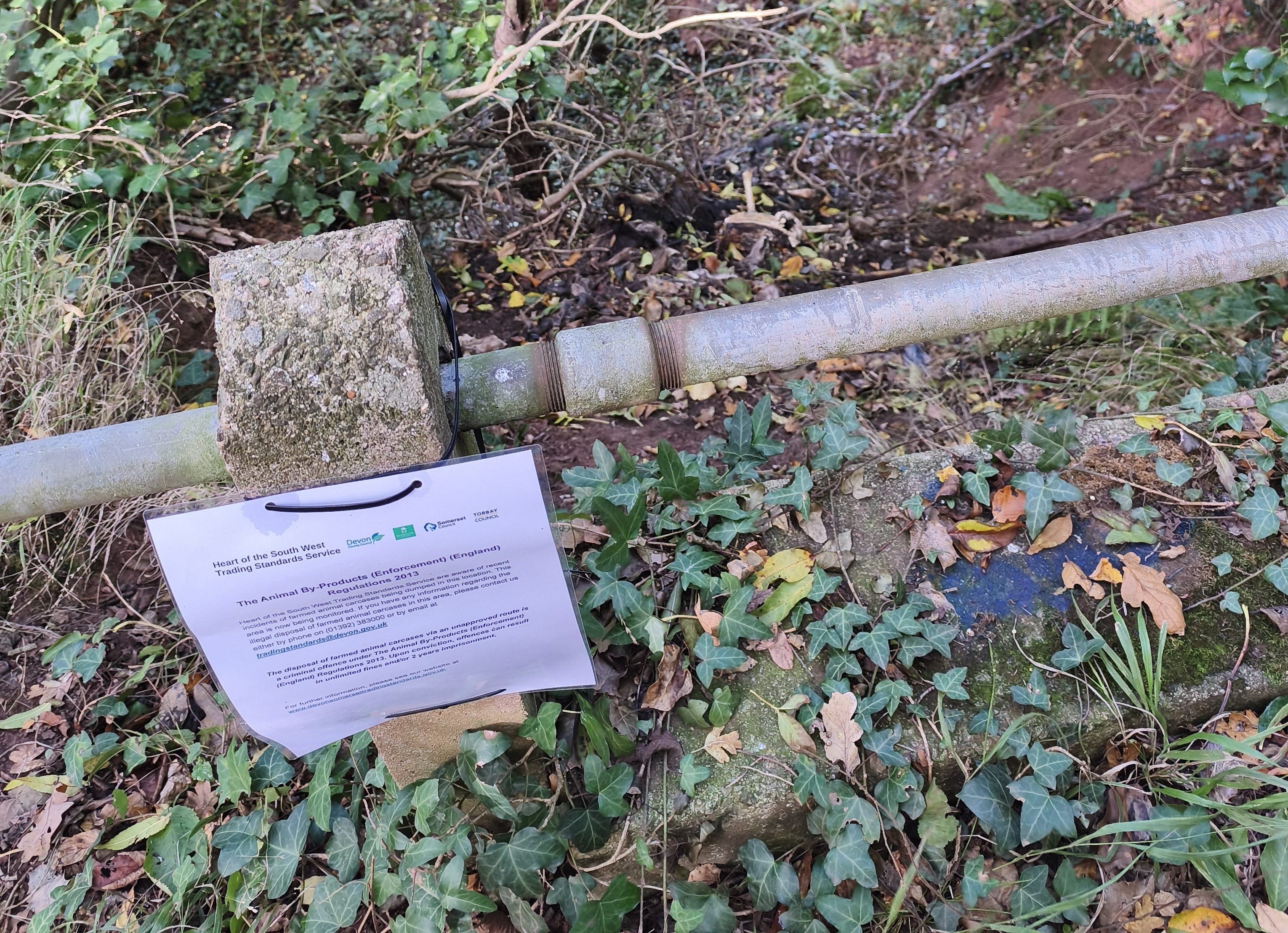 O Enigma das Cabras Encontradas em Floresta Britânica Intriga Autoridades