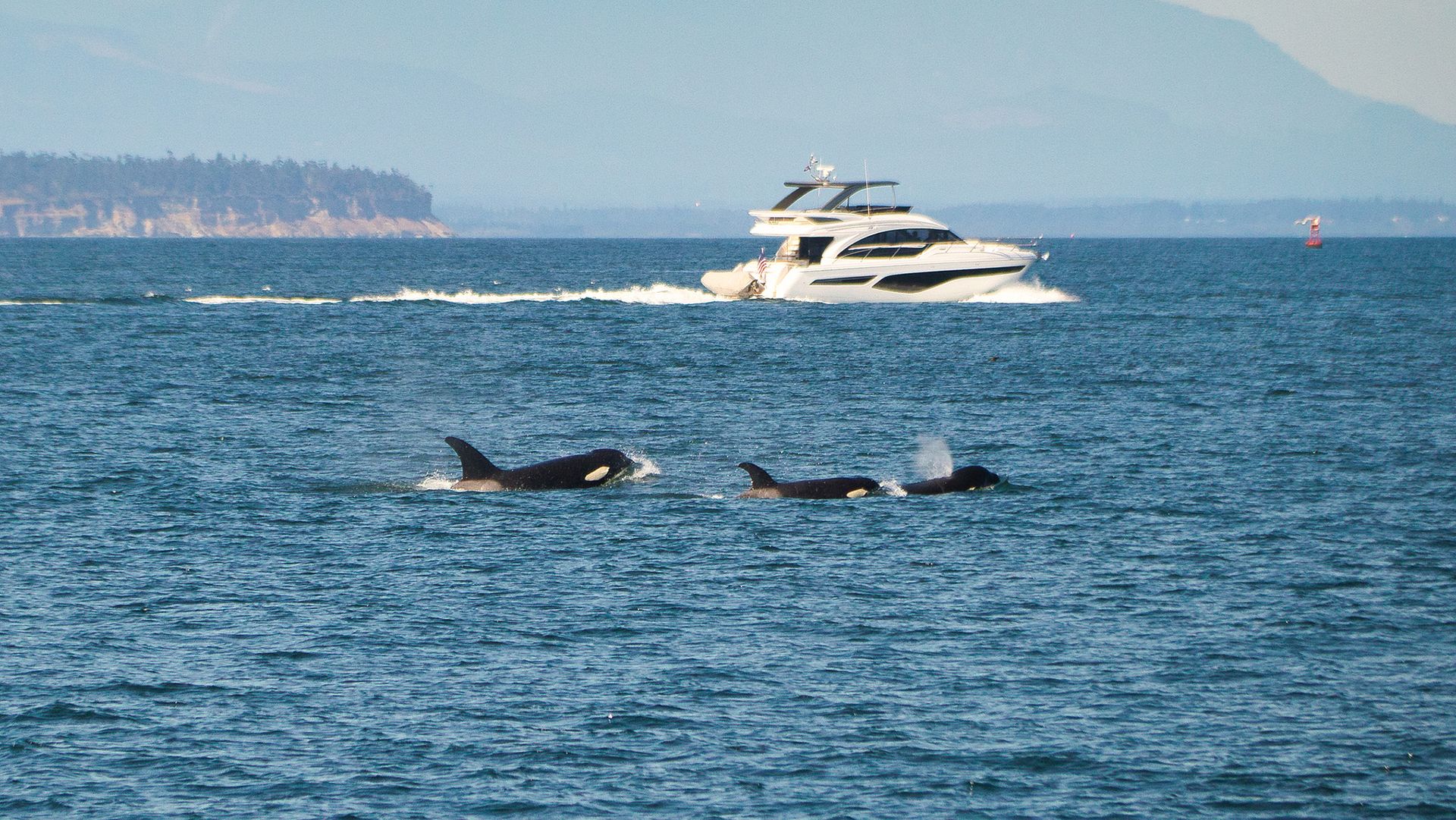 O Enigma das Orcas: Psicólogo Revela Motivo Bizarro dos Ataques a Barcos