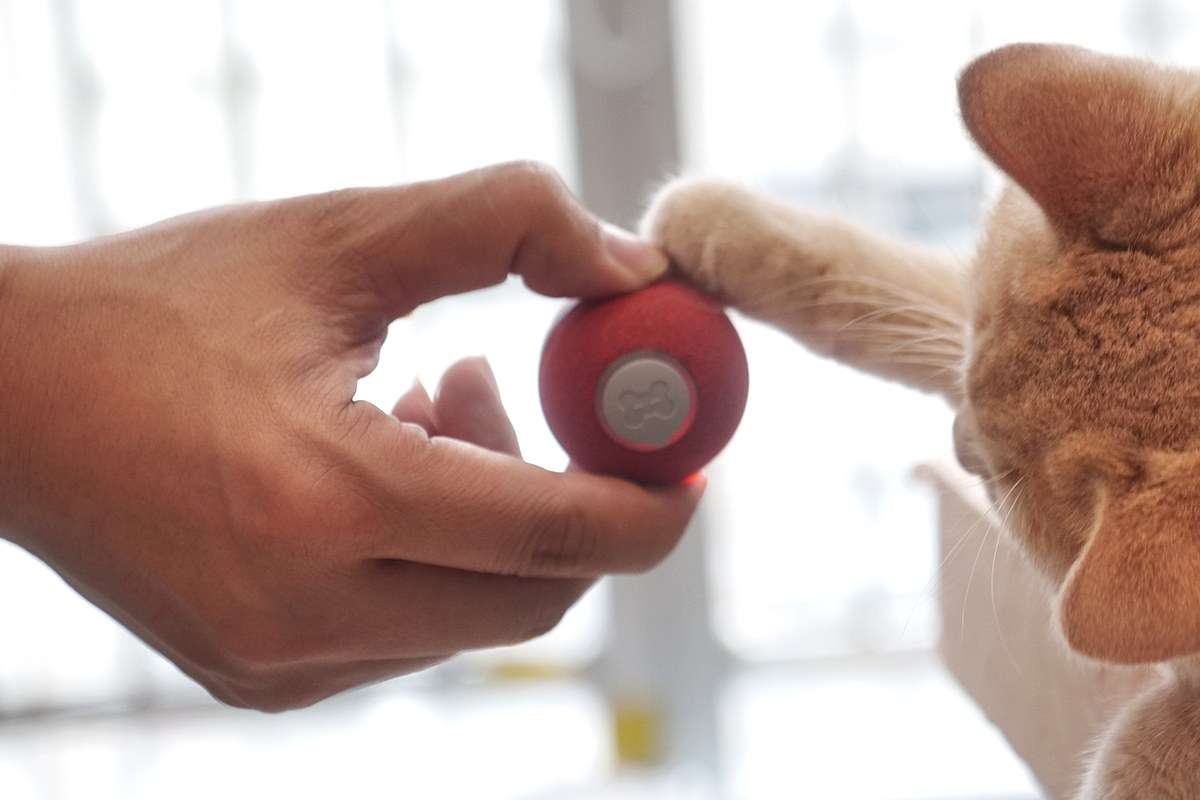 O Fim do Laser? A Esfera Robótica Bizarra Que Engana o Cérebro dos Gatos