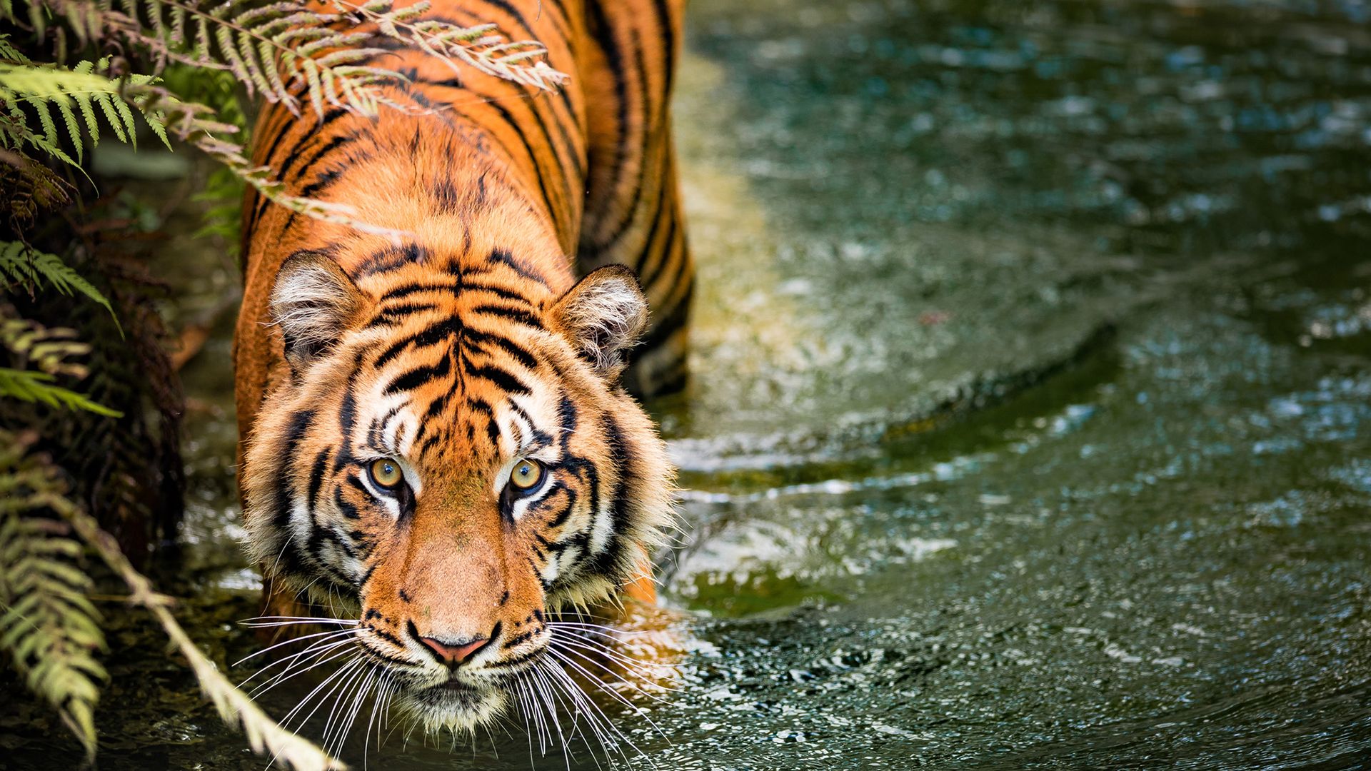 Câmeras Flagram Segredo dos Tigres e Cientistas Admitem: 'Não Sabemos Nada'