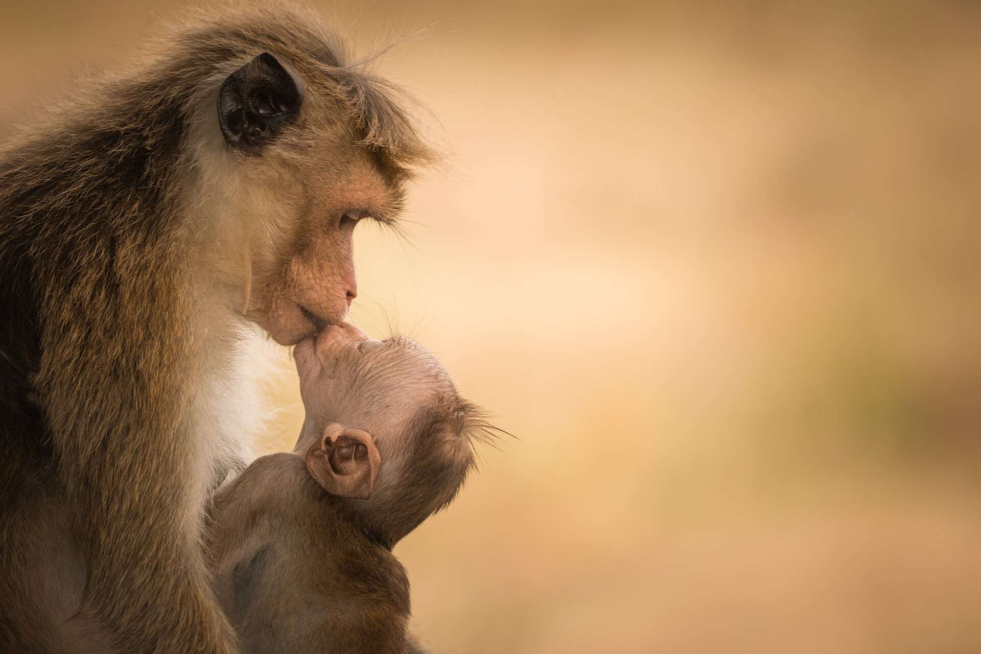 O Incrível Encontro: Mamãe Macaco Escolhe Turista Como Refúgio para Seu Bebê