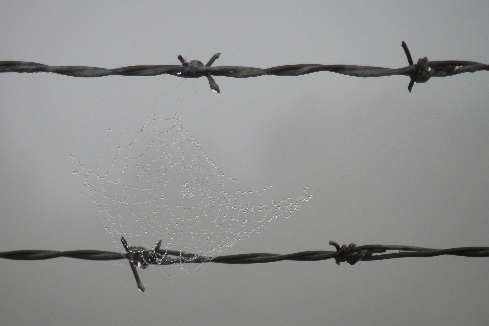 O Enigma das Teias: Milhares de aranhas criam muralha bizarra em fios de luz