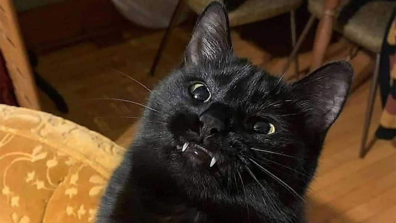 O Enigma dos Gatos Pretos: De Símbolo Místico a Reis Cômicos da Internet